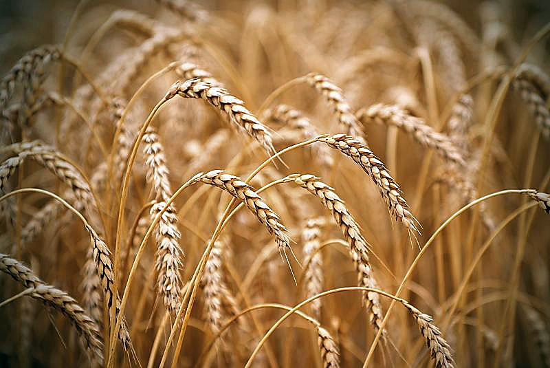 Kvieši labi sacerojuši, jo mitruma maijā pietika.
Autors: no «Bauskas Dzīves» arhīva