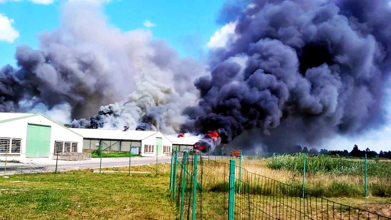 Pirmdienas, 8. jūlija, pēcpusdienā virs SIA «Lielzeltiņi» kūtīm pacēlās melnu dūmu mākonis. Ēku liesmas nopostīja nepilnā pusstundā.
Autors: Aculiecinieka foto.