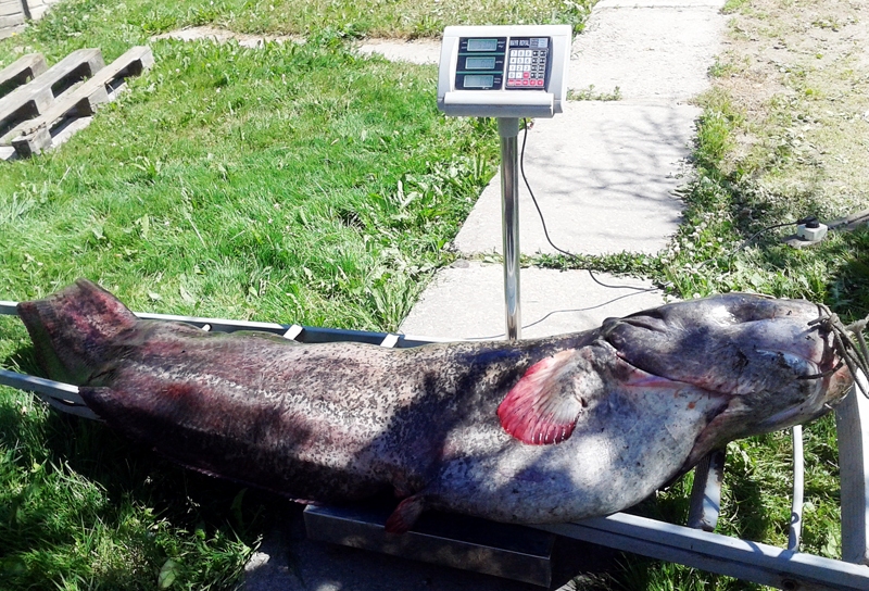 Lai milzeni nosvērtu un pārliecinātos par loma lielumu, talkā tika ņemti elektroniskie svari.
Autors: Foto no albuma.