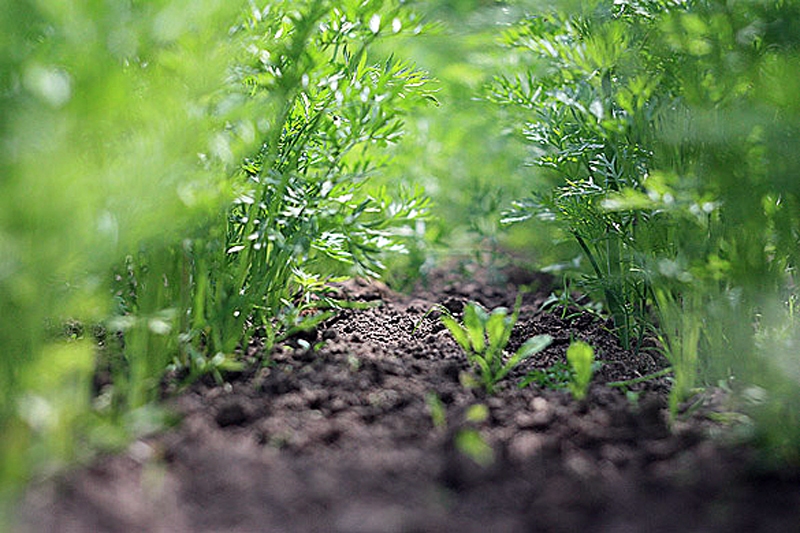 Autors: www.onkulis.com