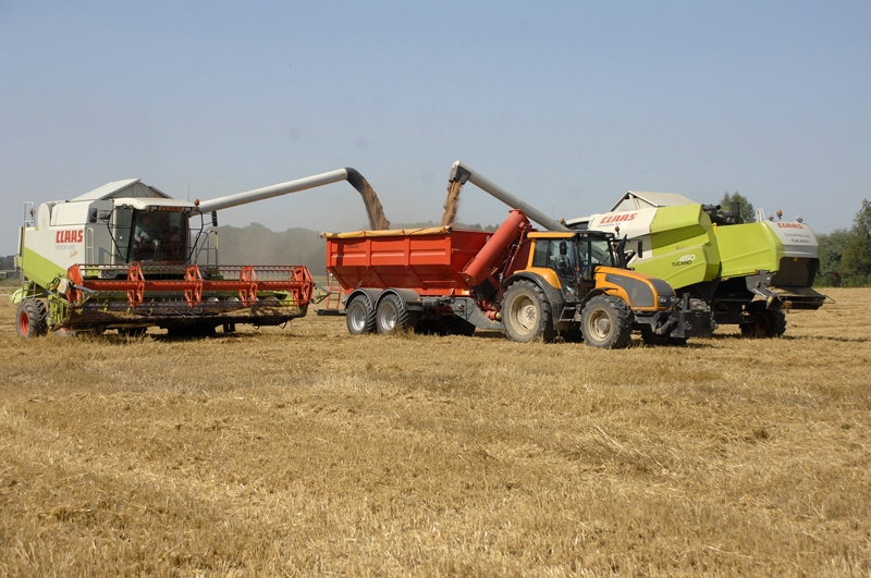 Nedēļas beigās Zemgales laukos kombaini sāks kult labību.
Autors: no «Bauskas Dzīves» arhīva