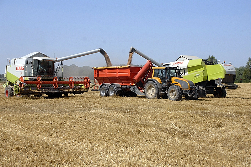 Kombaini laukos izbrauks nedēļas beigās.
Autors: Foto no «Bauskas Dzīves» arhīva.