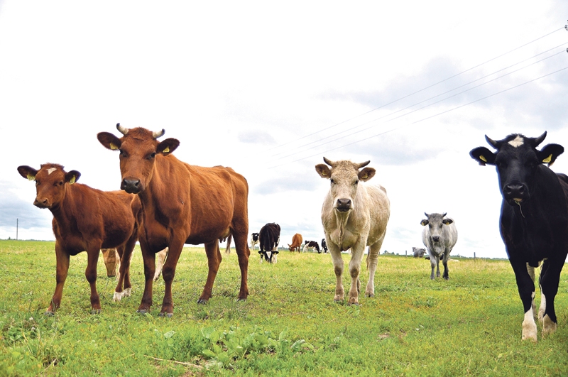 Autors: no «Bauskas Dzīves» arhīva