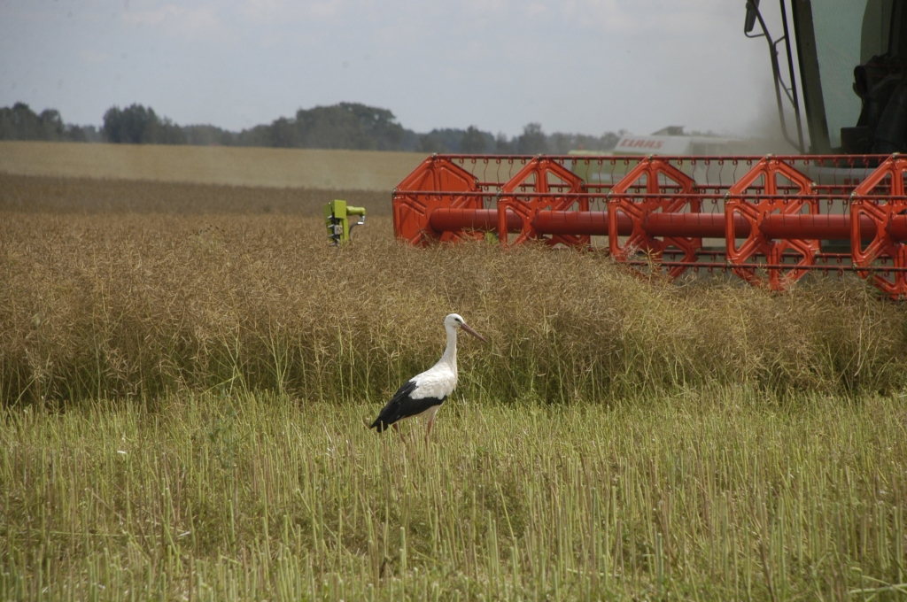Uzņēmumam Vecumnieku novadā nopļauti un nozagti rapši. Šim attēlam ilustratīva nozīme.

Autors: Ivars Bogdanovs