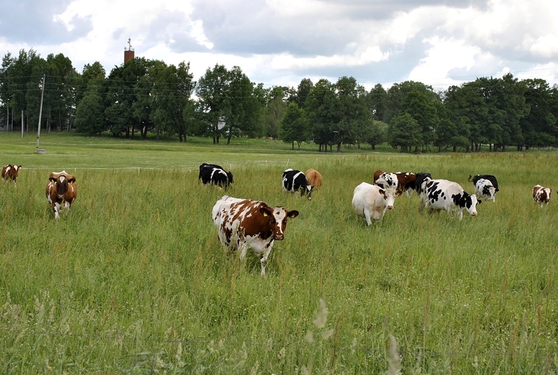 Autors: Māris Krūmiņš