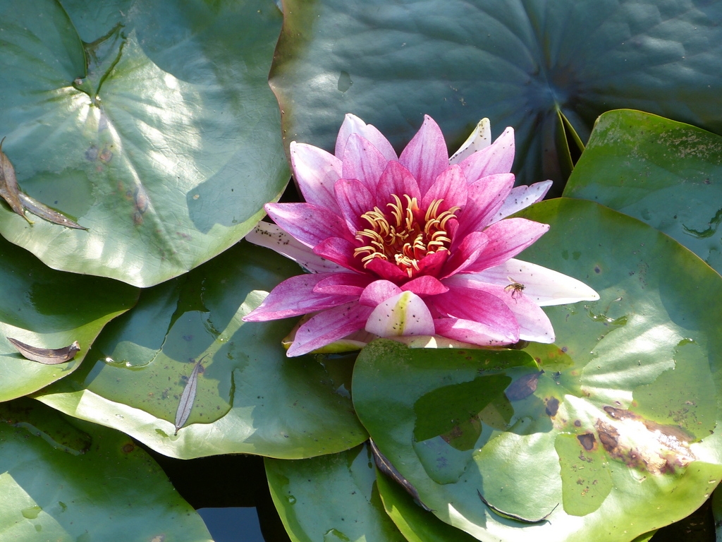 Ziedu sveicieni jubilārēm!
Autors: S. Lipska