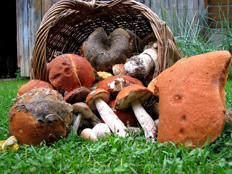 Čakliem sēņotājiem meža velšu karaliene baravika šogad jau sēdusi grozā, kaut lielākais birums vēl priekšā.

Autors: Vilnis Auzāns