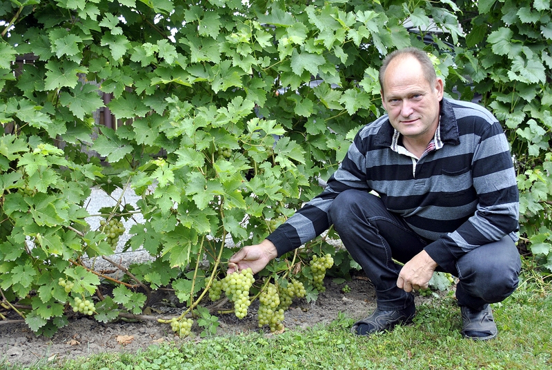 Gata Kužuma piemājas dārzā aug 160 dažādu izmēru, krāsu un garšu vīnogu šķirnes. 
Autors: Māris Krūmiņš