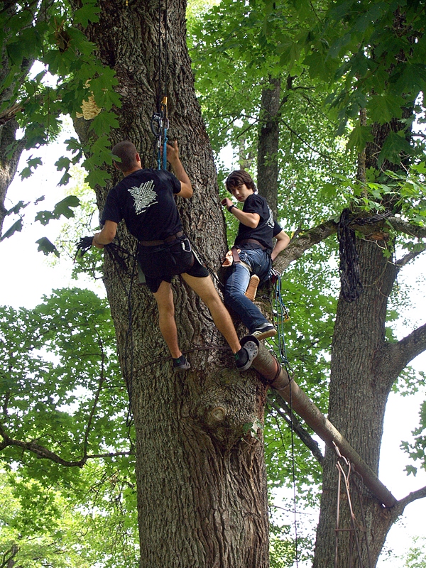  Kokos tika uzvilktas augstās virves, kur varēja pārbaudīt spēku un drosmi.
Autors: Antra Ērgle