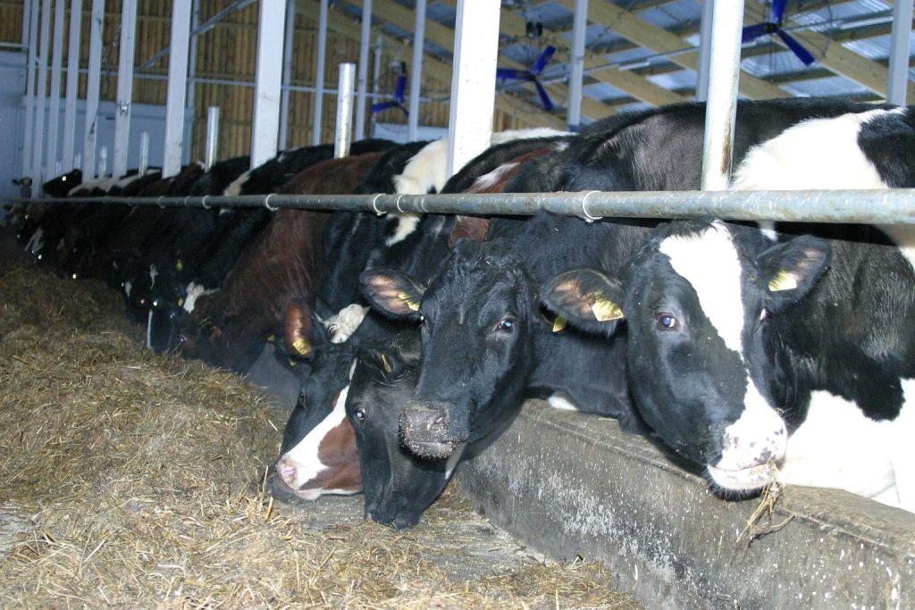  Kocēnu novada Vaidavas pagasta «Zīvānos» varēs izzināt ilgtspējīgu saimniekošanu piena lopkopībā.
Autors: eliesma.lv