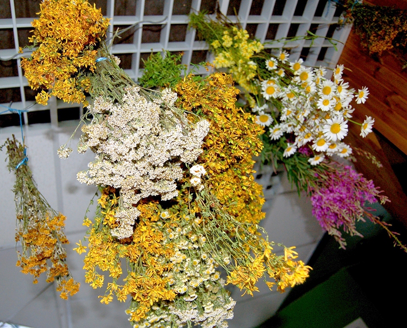 Savāktie augi žūstot smaržo un ir savdabīgs dizaina elements pirtiņās.
Autors: no personiskā arhīva