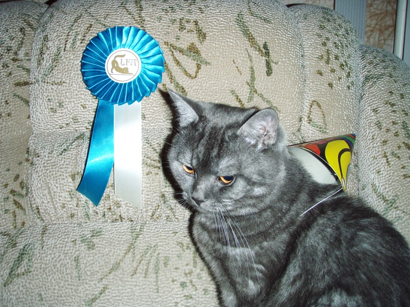 Skotijas stāvausu kaķu īpašā pazīme ir to dzintardzeltenās, dzidrās acis. Tie ir draudzīgi, nosvērti, bet neatkarīgi.
Autors: Foto no E. Palmas personīgā arhīva.