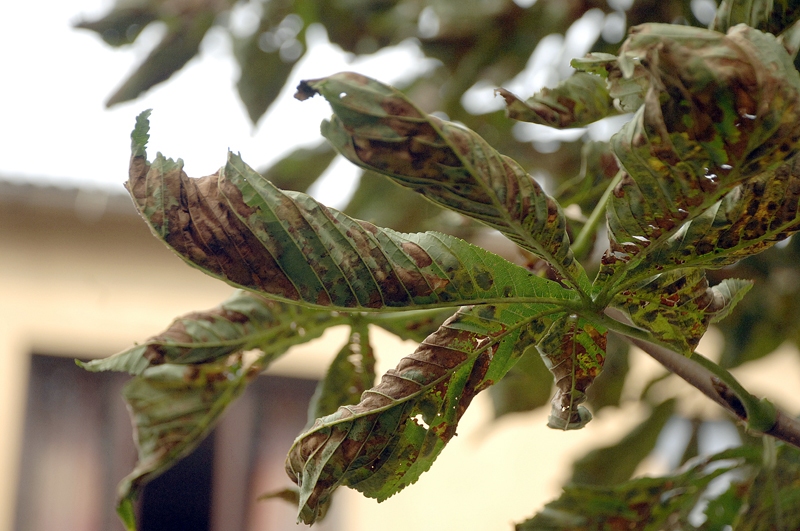Kastaņām galvenais raibkožu kaitējums ir neestētiskais koka izskats.
Autors: Foto – Ivars Bogdanovs
