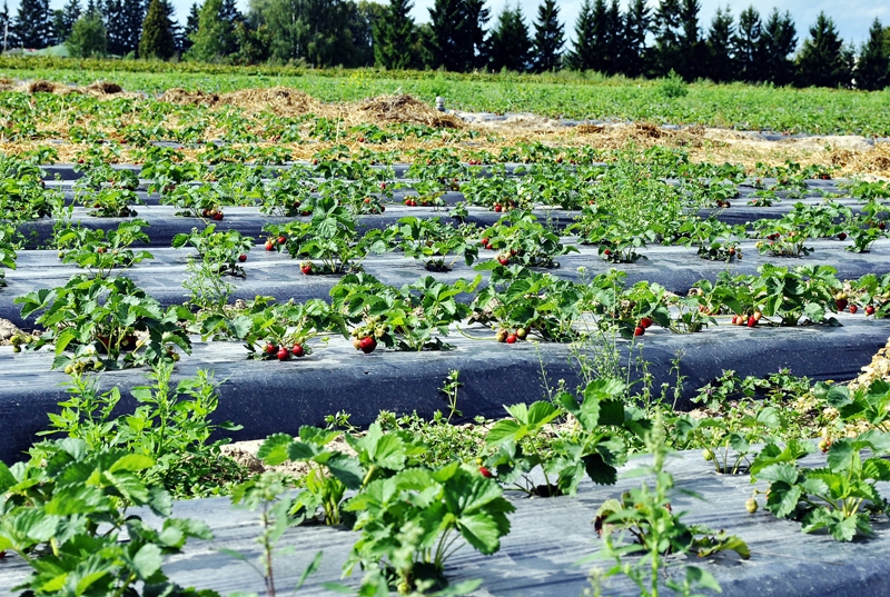 Zemeņu stādījumi saimniecībā «Lepšukalni» aizņem gandrīz septiņus hektārus. 
Autors: Māris Krūmiņš