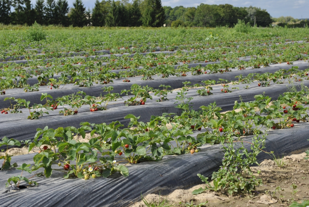 Autors: Māris Krūmiņš