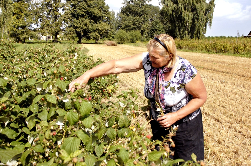 Vēlo aveņu raža gardēžiem sniedz bagātīgu vitamīnu devu.
Autors: Foto – Ivars Bogdanovs