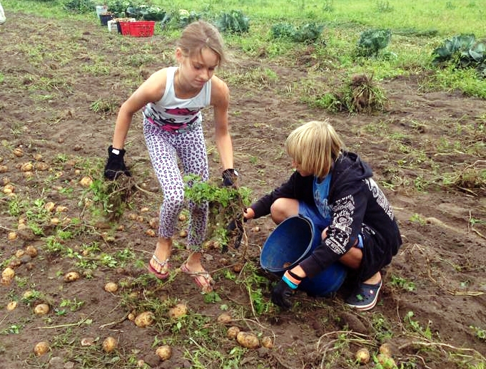 Kartupeļu talkā īpaši čakla ir jaunā paaudze.
Autors: Sandra Danosa