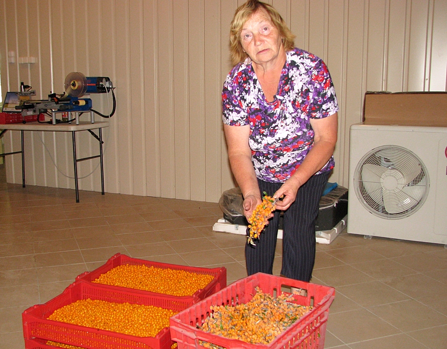 Mājražotāja Daila Kronberga no Ceraukstes pagasta vērtē, ka pērn smiltsērkšķu raža bijusi labāka nekā šogad. 


Autors: Vilnis Auzāns