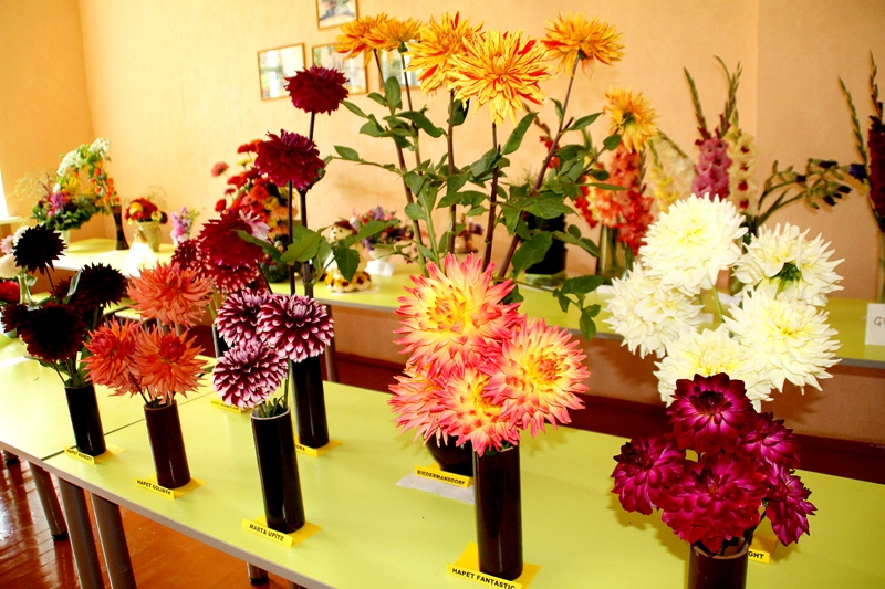 Rudens velšu atrādīšana Stelpē izvērtās jaukā un krāšņā pasākumā.
Autors: Foto – Uldis Varnevičs