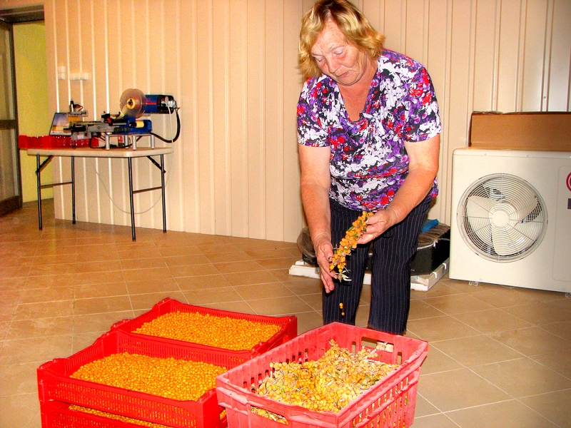 Daila Kronberga, mājražotāja no Ceraukstes pagasta, vērtē, ka pērn smiltsērkšķu raža bijusi labāka nekā šogad.
Autors: Foto – Vilnis Auzāns