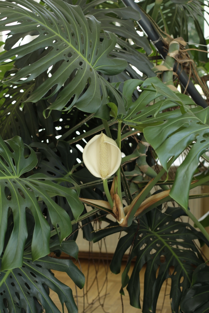 Monstera Mežotnes pilī uzziedējusi pirmo reizi 20 gadu laikā.
Autors: No albuma.