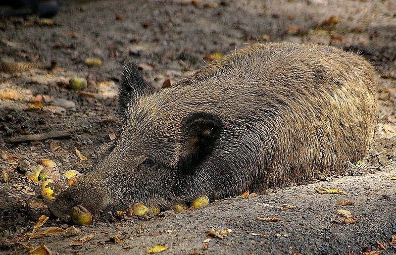 Attēlam ilustratīva nozīme.
Autors: no allforhunt.com