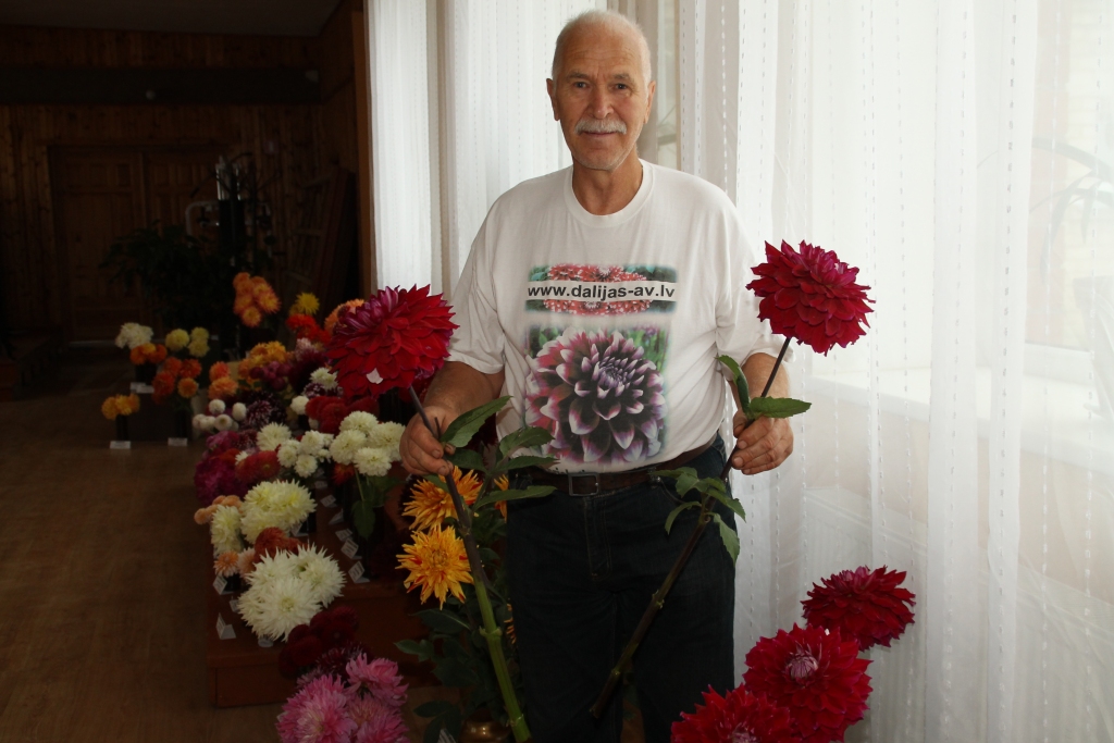 Alvi Vītolu šogad iepriecinājuši lielie ‘Yozora’ šķirņu dāliju ziedi.
Autors: Uldis Varnevičs