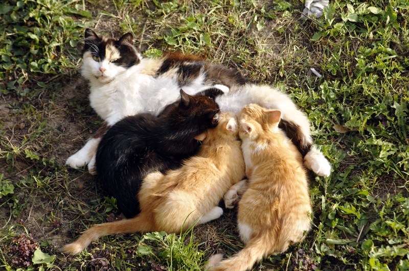 Kaķēni uz mammas atbalstu paļaujas tāpat kā mazi bērni.
Autors: Foto – Ivars Bogdanovs