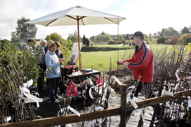 Mārim Kaminskim (no labās), «Dzērvju» saimniekam, stādu gadatirgū brīvu brīžu nebija.
Autors: Ivars Bogdanovs
