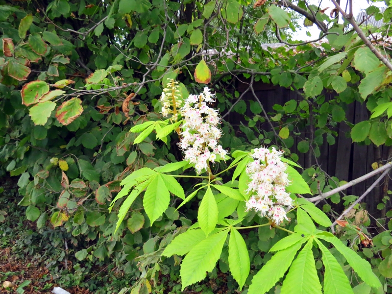 Kastaņa zied. Mūsu lasītājs iemūžinājis dabas untumus 15. septembrī Bauskas pusē – dažam kokam lapas jau nokaltušas un nodzeltējušas, bet kastaņai otrie ziedi pašā pilnbriedā.
Autors: Foto – Jānis Seržāns