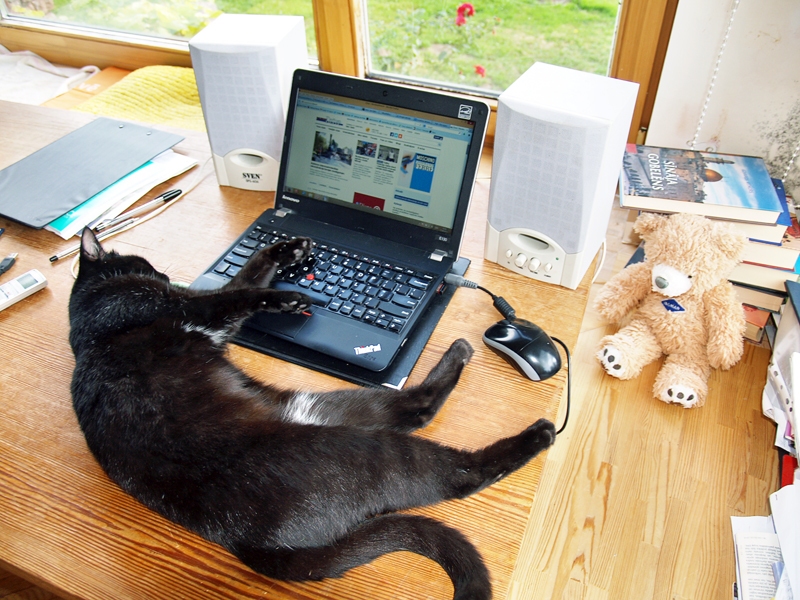 Kaķene laiski laimīga: «Beidzot es varu uzzināt, kas jauns cilvēku pasaulē!»
Autors: Foto – Antra Ērgle