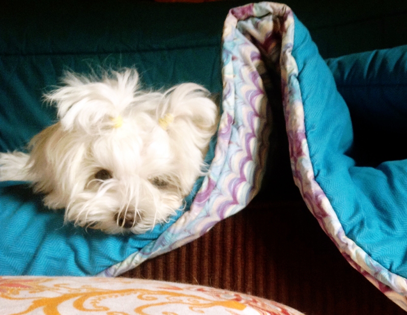 Maltas zīda kucītei patīk siltums un laiskošanās gultā.
Autors: Foto no personiskā arhīva.