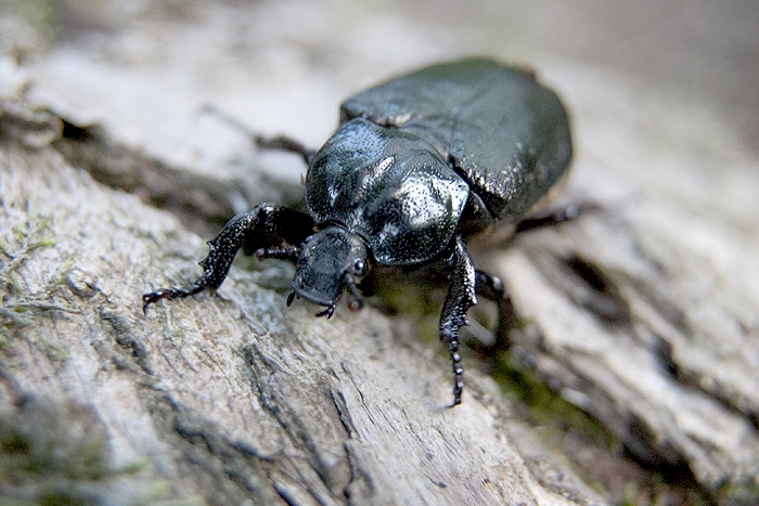 Rundāles pagastā atrastas divas vietas, kur mīt Lapkoku praulgrauzis.

Autors: A. Soms