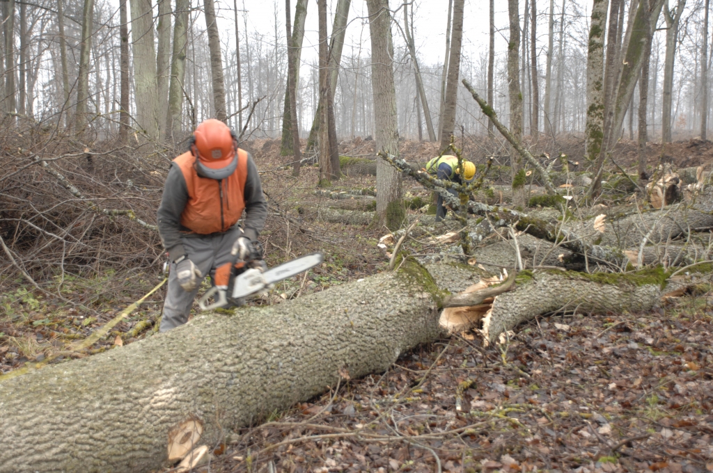Strādnieki Kaspars Lagzdiņš un Maksims Červjakovs veic pēdējos koku zāģēšanas darbus pils meža parkā. 
Autors: Ivars Bogdanovs