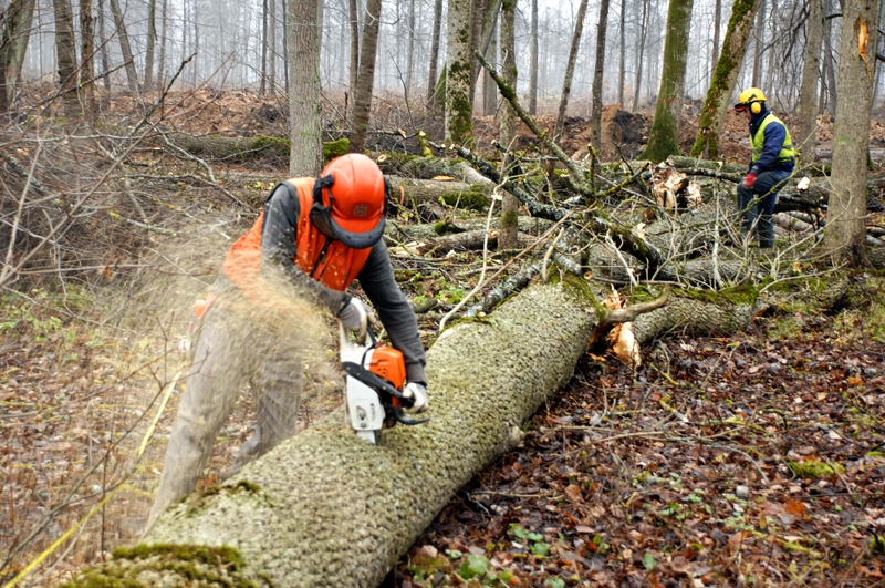 Strādnieki Kaspars Lagzdiņš un Maksims Červjakovs veic pēdējos koku zāģēšanas darbus pils meža parkā. 
Autors: Foto – Ivars Bogdanovs