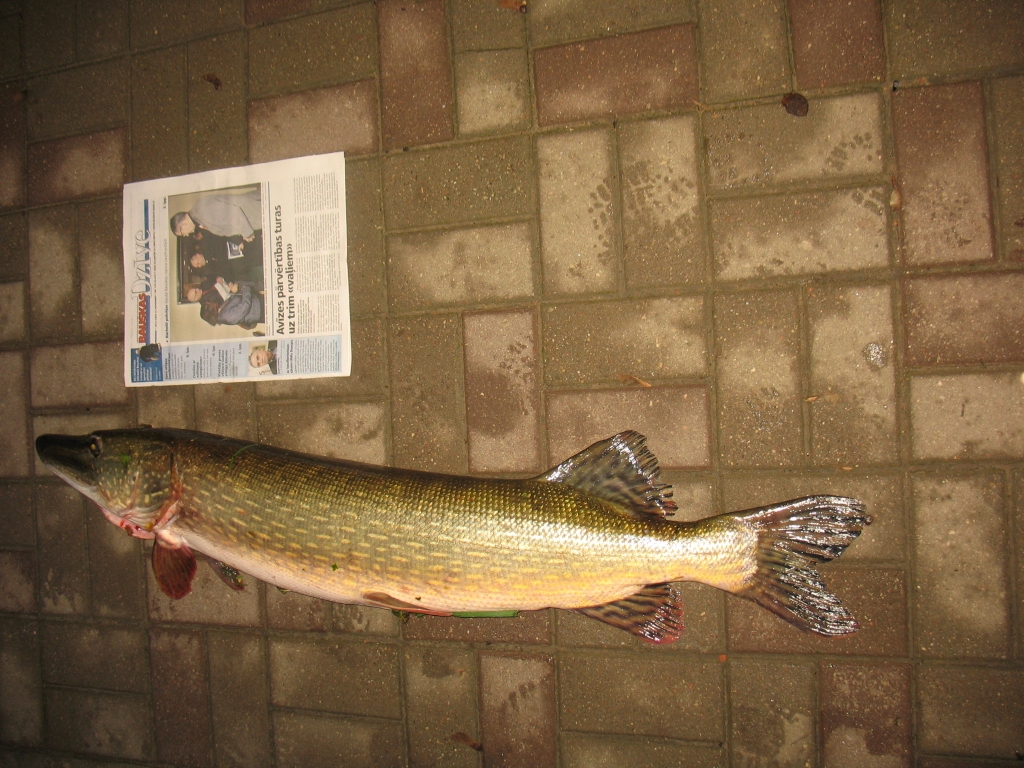 Līdaka, kas no upes izcelta Lāčplēša dienā, ir vienu metru desmit centimetru gara un tikai nedaudz mazāka par copmani Jāni Čerņevski. Cīniņš ar zaļsvārci ir bijis pamatīgs. 

Autors: Ilva Kalniņa