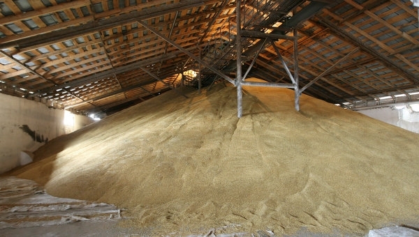 Graudu ražu šogad zemnieki salīdzina ar pērnā gada rekordu, taču kopumā tā ir vidēji laba.