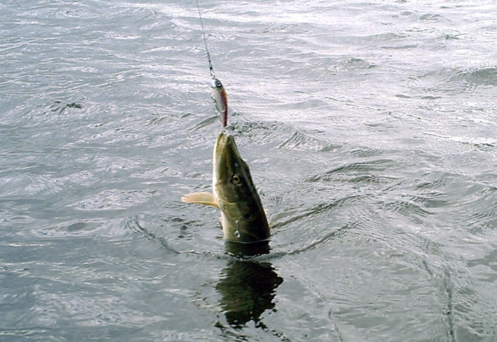 Autors: no makskere.lv