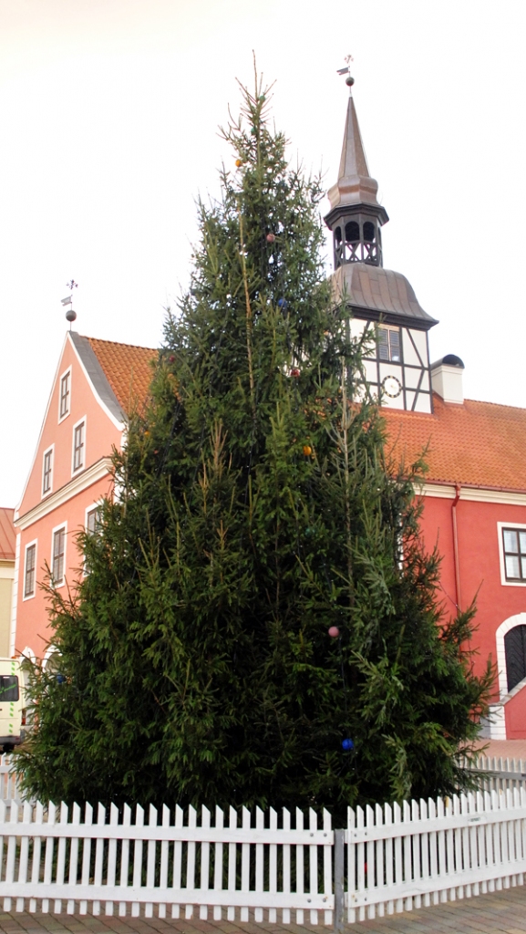 Pilsētas galvenā egle uzstādīta Bauskas Rātslaukumā. 
Autors: Ivars Bogdanovs