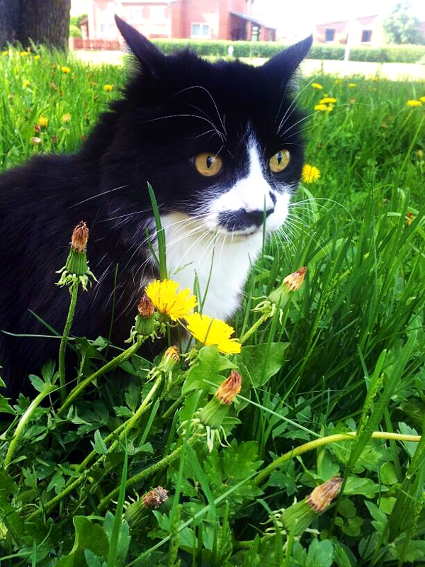 Siltajā gadalaikā Šikam patīk palaiskoties zālienā. 
Autors: no personiskā albuma