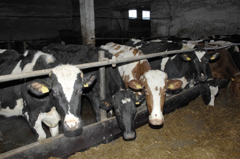 Piena ražotājiem augstāka cena ļauj attīstīties, uzlabojot ganāmpulku, modernizējot fermas un uzturot augstu piena kvalitāti.
Autors: Foto – Ivars Bogdanovs