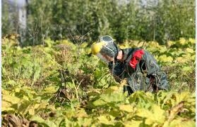 Aprēķināts, ka viena hektāra attīrīšana no latvāņu audzēm atkarībā no platības aizauguma pakāpes un zemes lietojuma veida izmaksā no 120 latiem par hektāru atklātās platībās.
Autors: no diena.lv