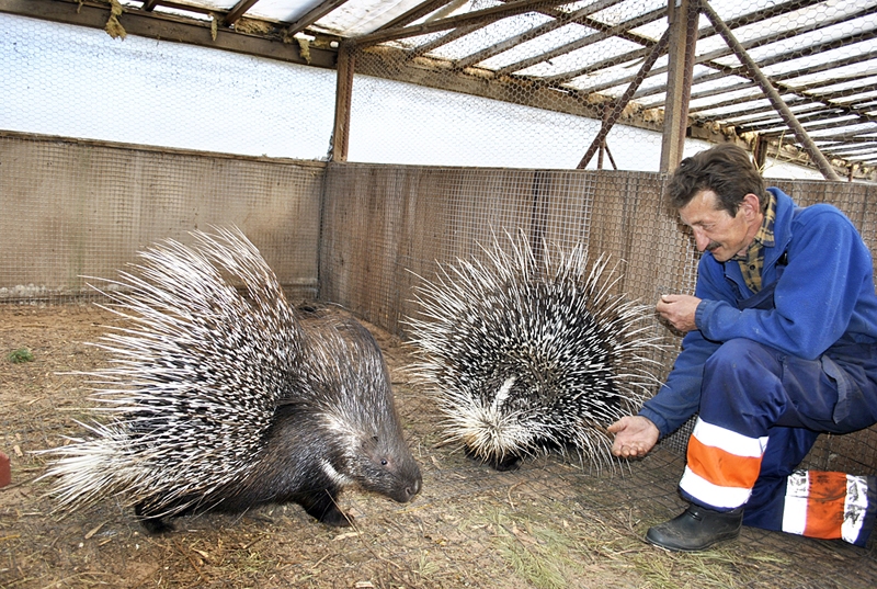 Varis Ķelpe, «Dobuļu» saimnieks, pie mīlulēm dzeloņcūkām.
Autors: no «Bauskas Dzīves» arhīva