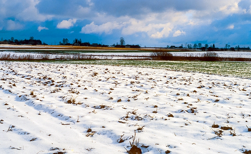 Ieilgušais rudens nav nodarījis kaitējumu ziemāju sējumiem. Cerams, to laukus atkal klās sniegs.
Autors: Foto no diennaktsgramata.lv.