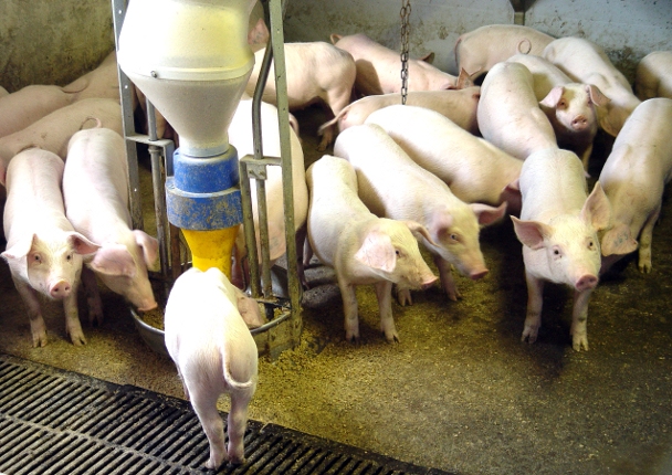 Autors: liepajniekiem.lv