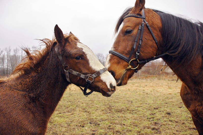 Par cilvēkiem, kuri dzimuši Zirga gadā: Zirgi sūri un grūti strādā un māk pelnīt naudu. Mīlestībā Zirgi reti kad ir laimīgi, un iemesls tam ir viņu neaptveramais egoisms. Šis foto gan liecina par pretējo...
Autors: Foto – Ivars Bogdanovs