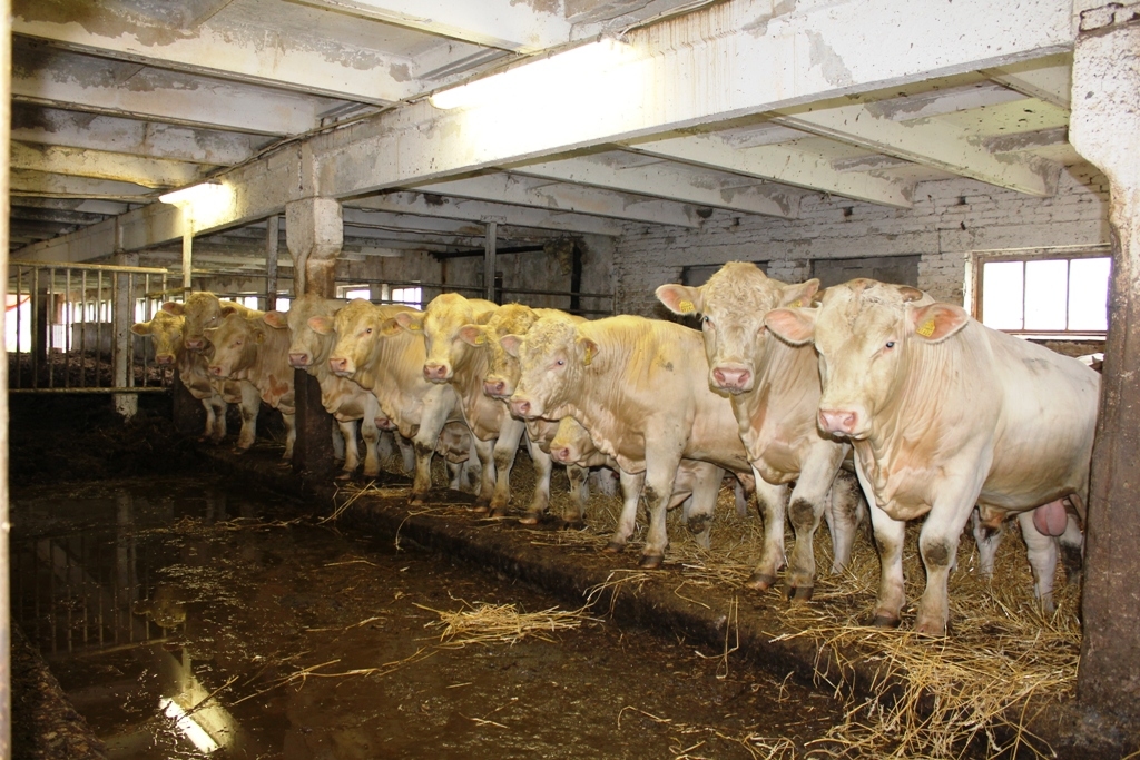 Autors: laukutikls.lv