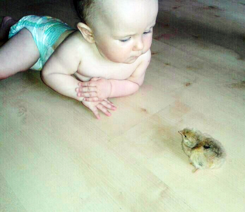 Mazulītes Samantas pirmā tikšanās ar Lieldienu cāli.
Autors: Foto no  personiskā arhīva.