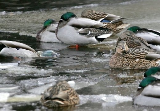 Fotoattēlam ilustratīva nozīme.
