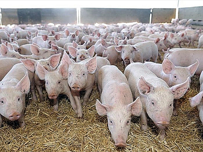 Lielajos kompleksos cūku mēra izplatības risks nav tik liels kā mazajās saimniecībās, kur daudz grūtāk ievērot visas vajadzīgās drošības prasības.
Autors: Foto no «Bauskas Dzīves» arhīva.